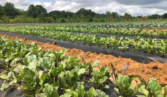 Elmore County School District awarded $500K USDA grant for farm-to-school hub in Wetumpka