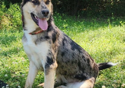 Fallon, 2-year-old shepherd mix, loves active families