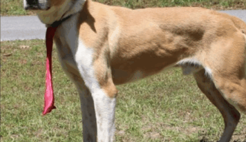 Mellow, well-behaved Bruno available for adoption at PAHS