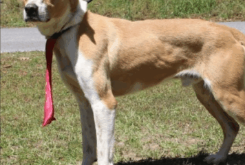 Mellow, well-behaved Bruno available for adoption at PAHS