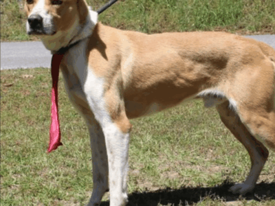 Mellow, well-behaved Bruno available for adoption at PAHS