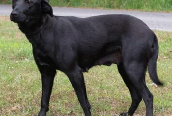 Shy lab mix: April seeks patient, loving forever home