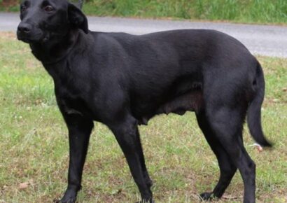 Shy lab mix: April seeks patient, loving forever home