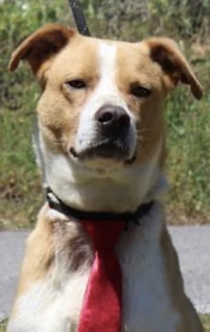 Bruno, calm and stylish terrier mix, awaits adoption at PAHS