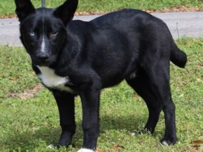 Regal, loyal shepherd-husky mix ‘Skunk’ seeks active home through PAHS