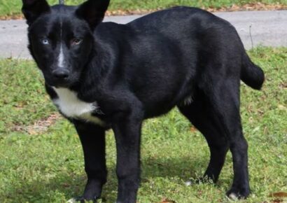 Regal, loyal shepherd-husky mix ‘Skunk’ seeks active home through PAHS