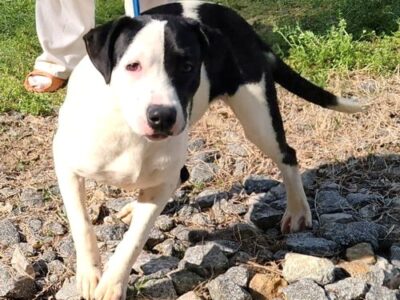 Seven-month-old Zoey hopes to find her perfect match.