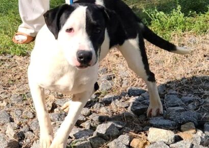 Seven-month-old Zoey hopes to find her perfect match.