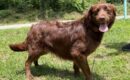 Belle seeks foster home as PAHS provides heartworm treatment support