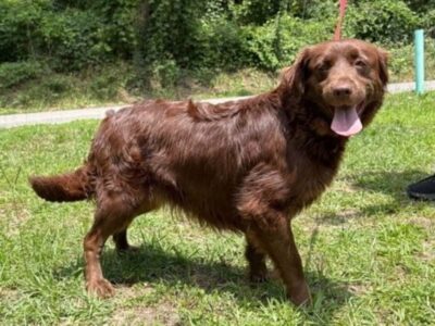 Belle seeks foster home as PAHS provides heartworm treatment support