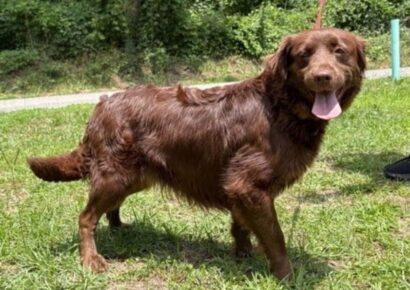 Belle seeks foster home as PAHS provides heartworm treatment support