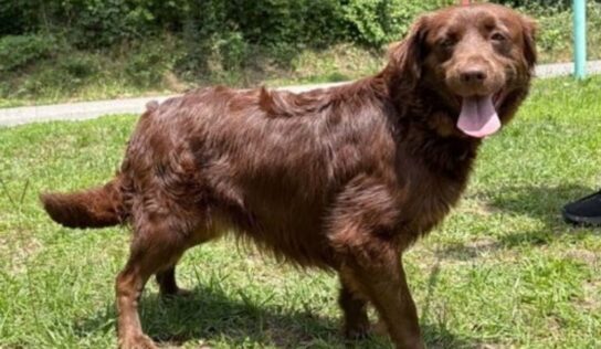 Belle seeks foster home as PAHS provides heartworm treatment support