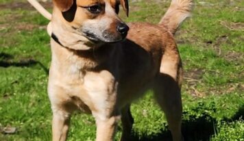 Meet Billie: small dog with big personality looking for her family