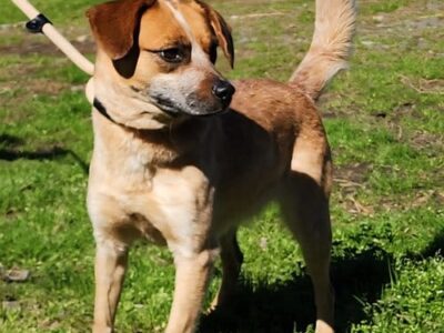 Meet Billie: small dog with big personality looking for her family
