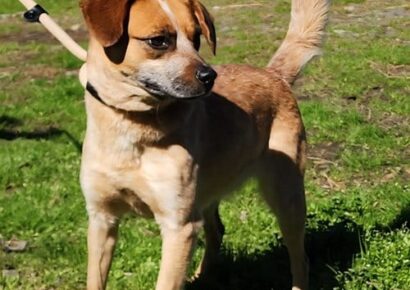 Meet Billie: small dog with big personality looking for her family