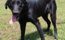 Gentle, shy 3-year-old lab mix Bonita seeks loving home