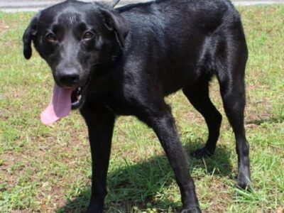 Gentle, shy 3-year-old lab mix Bonita seeks loving home