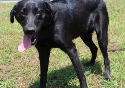Gentle, shy 3-year-old lab mix Bonita seeks loving home