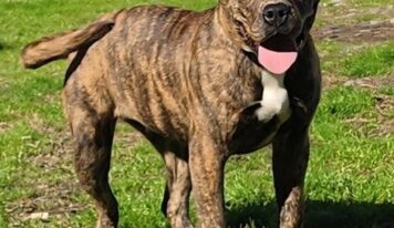 Chunky and cheerful Diamond ready to find forever family