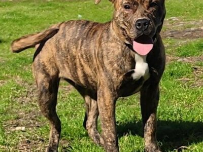 Chunky and cheerful Diamond ready to find forever family