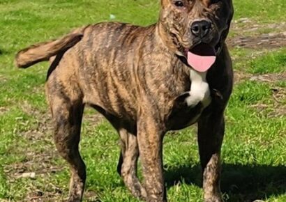Chunky and cheerful Diamond ready to find forever family