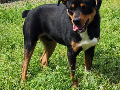 Meet Zeph: shy but playful 35-pound pup ready for adoption