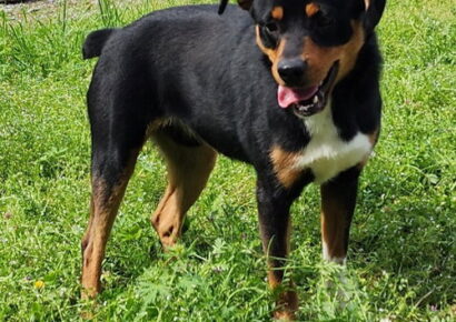 Meet Zeph: shy but playful 35-pound pup ready for adoption
