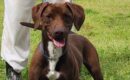 Playful, high-energy lab/hound mix Jiffy seeks active home