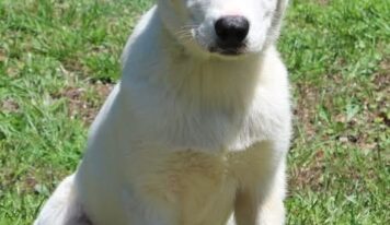 Four-month-old Luna ready to find her forever family