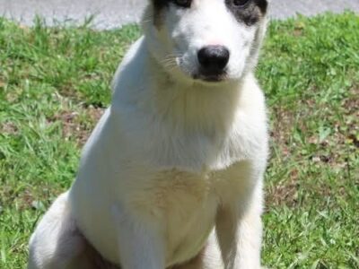 Four-month-old Luna ready to find her forever family