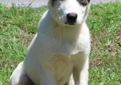 Four-month-old Luna ready to find her forever family