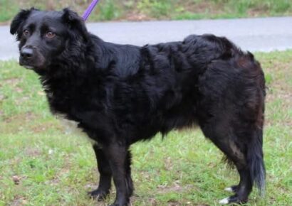 Sweet-natured Ellie ready for adoption at Prattville/Autauga Humane Society