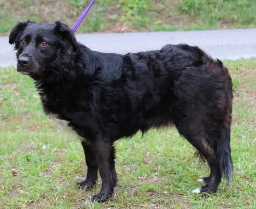 Sweet-natured Ellie ready for adoption at Prattville/Autauga Humane Society