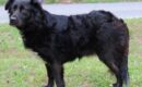 Sweet-natured Ellie ready for adoption at Prattville/Autauga Humane Society