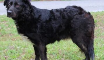 Sweet-natured Ellie ready for adoption at Prattville/Autauga Humane Society