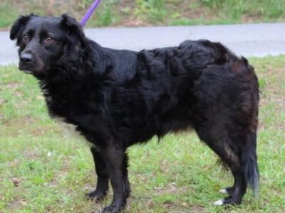 Sweet-natured Ellie ready for adoption at Prattville/Autauga Humane Society