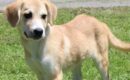 Friendly Lab mix Bambi available for adoption, ideal companion for kids and dogs
