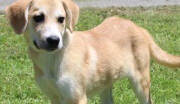 Friendly Lab mix Bambi available for adoption, ideal companion for kids and dogs