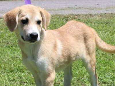 Friendly Lab mix Bambi available for adoption, ideal companion for kids and dogs