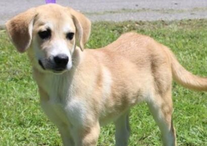 Friendly Lab mix Bambi available for adoption, ideal companion for kids and dogs