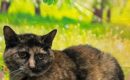 Sweet indoor cat Boo seeks dog-free home