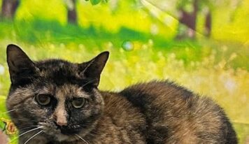 Sweet indoor cat Boo seeks dog-free home
