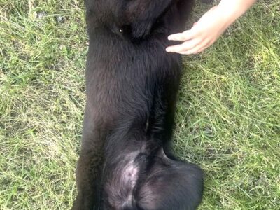Meet Ed: Belly-rub loving lab mix ready for a forever home