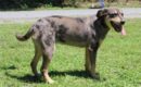 Katie, six-month-old Catahoula mix, seeks forever home