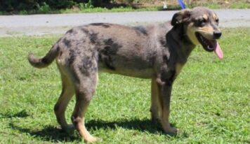 Katie, six-month-old Catahoula mix, seeks forever home