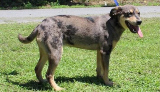 Katie, six-month-old Catahoula mix, seeks forever home