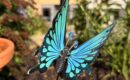 Wetumpka Pollinator Week connects conservation with downtown revitalization