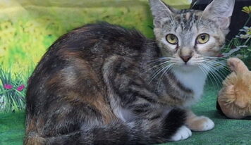 Sweet Tabbico Mia seeks home where she can be the only cat