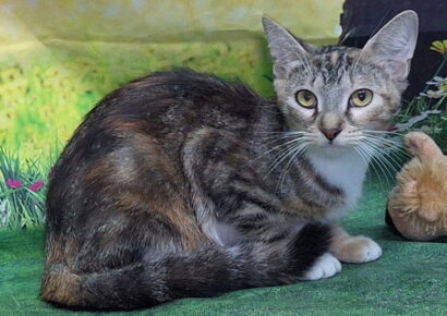 Sweet Tabbico Mia seeks home where she can be the only cat
