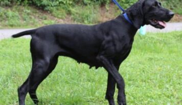 Momma Donna ready for fresh start after life as stray momma dog